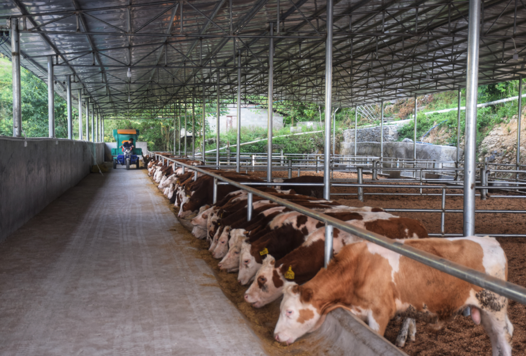 肉牛养殖 惠民强县|沿河新景镇:肉牛产业跑出强村富民加速度