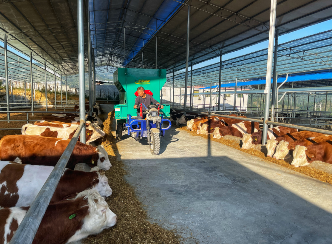 肉牛养殖惠民强县沿河新景镇肉牛产业跑出强村富民加速度