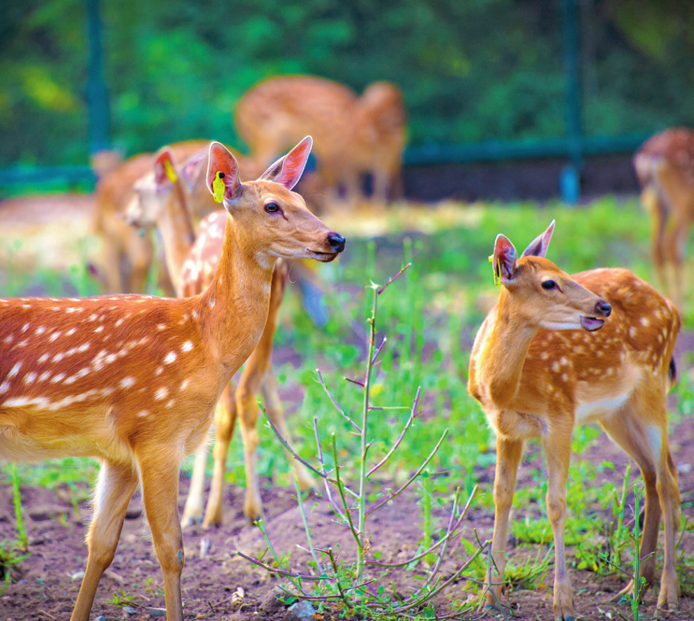 图为长春市双阳区鹿乡镇人工养殖的梅花鹿(2020 年7 月 18 日摄) 受访