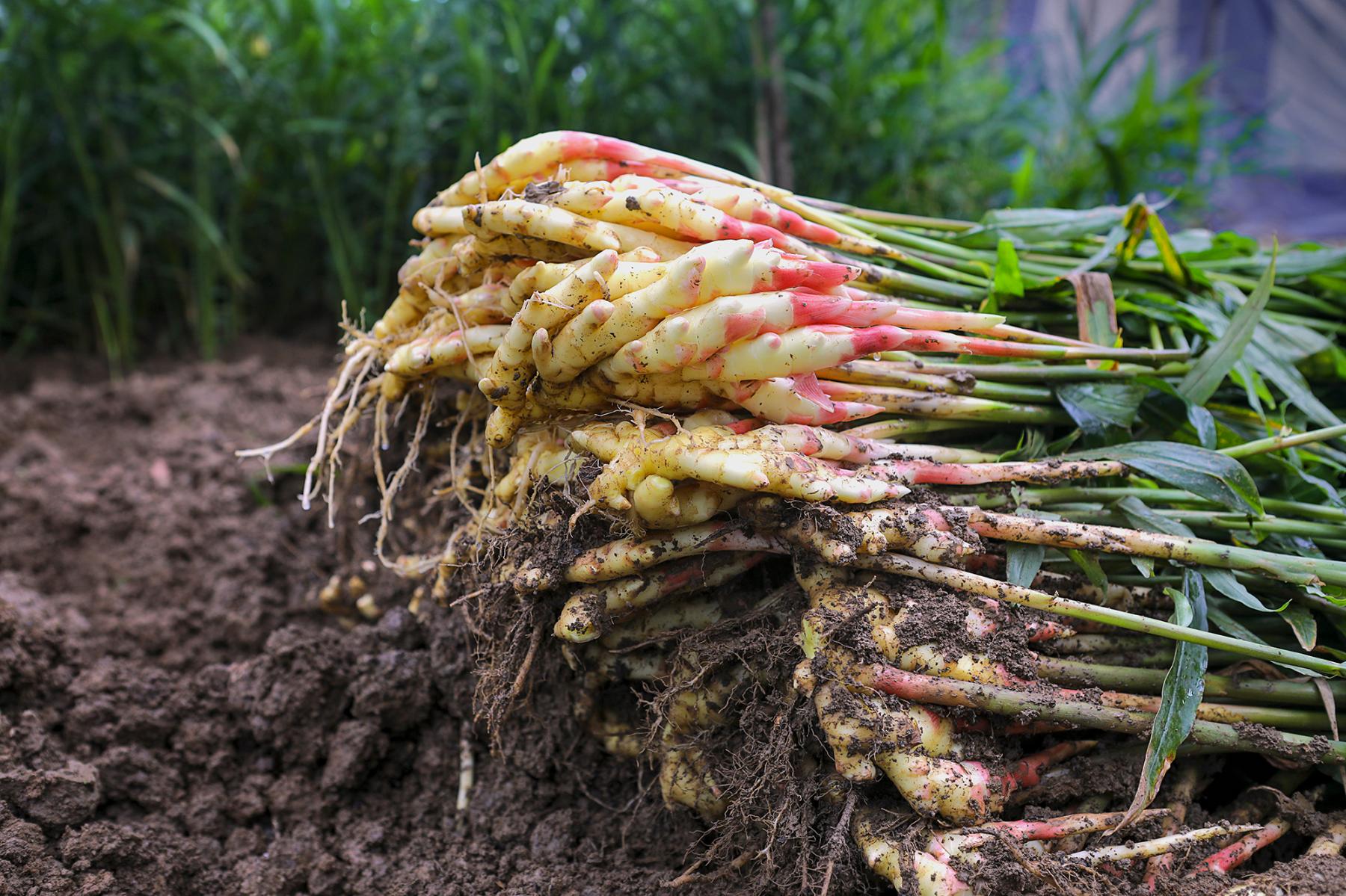 安徽铜陵白姜.农业农村部供图