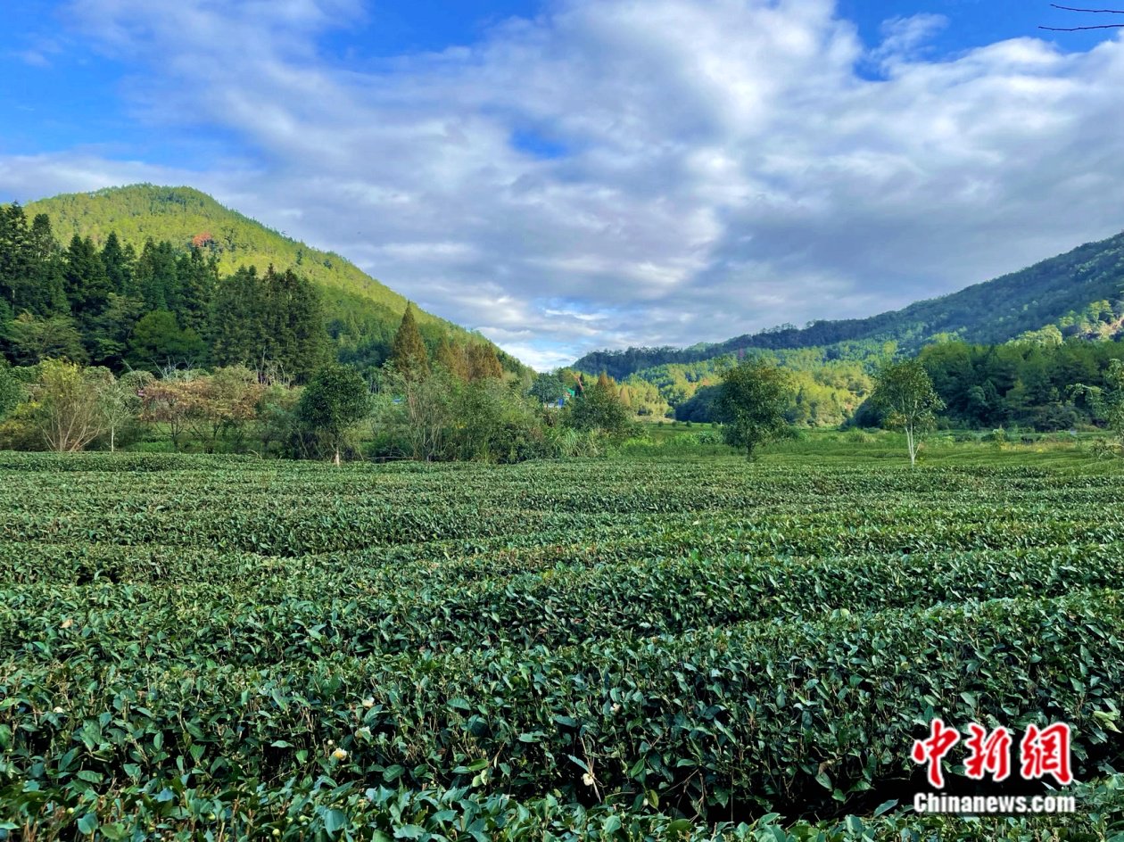 图为燕子窠生态茶园.中新网记者 袁秀月 摄
