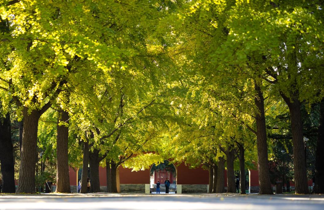 人们在北京中山公园游玩(11月7日摄).新华社记者 李京 摄