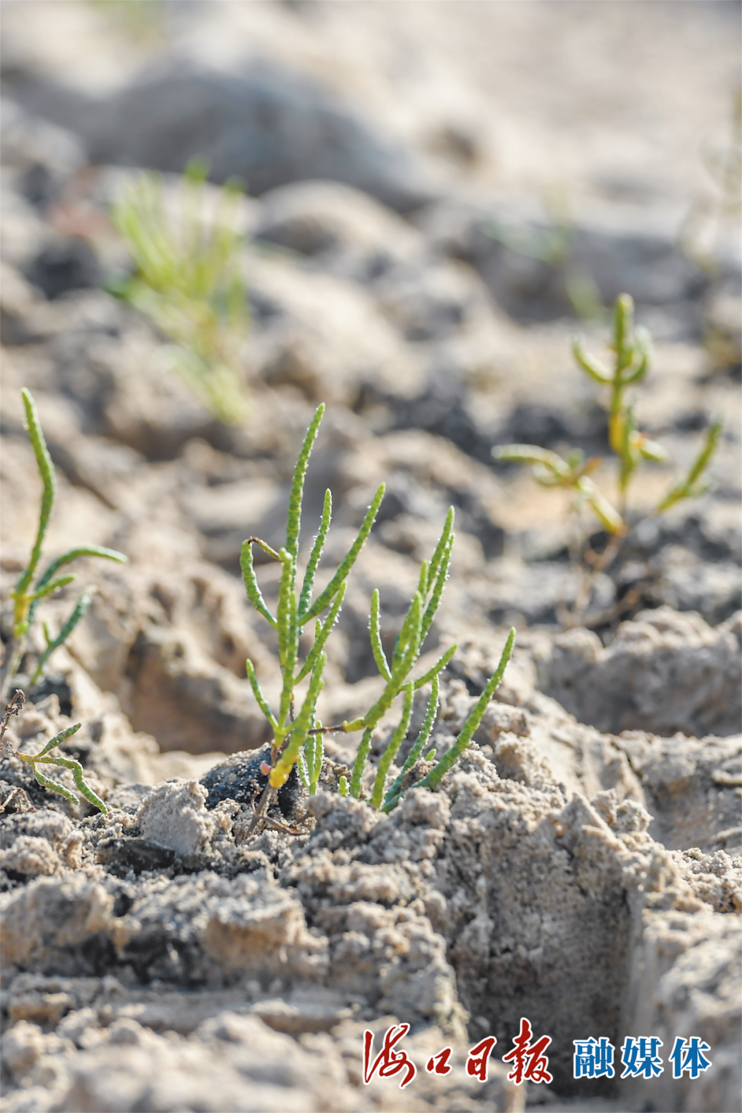 海口塔市海虫草海水生态农业观光示范园里生长的海芦笋.