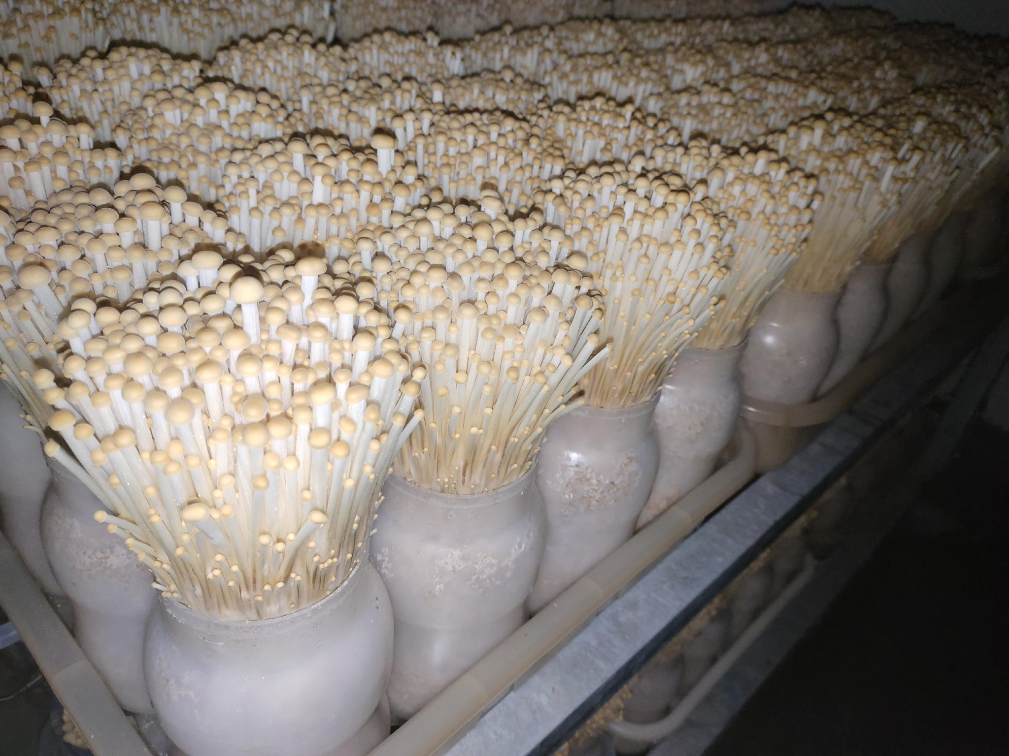 黄色和黄白色金针菇为什么风味更好金针菇个头不大,能量不小,不但味道