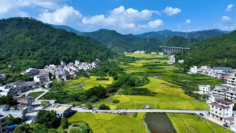 云浮:开展美丽镇村建设专项竞赛 加快推动城乡区域协调发展