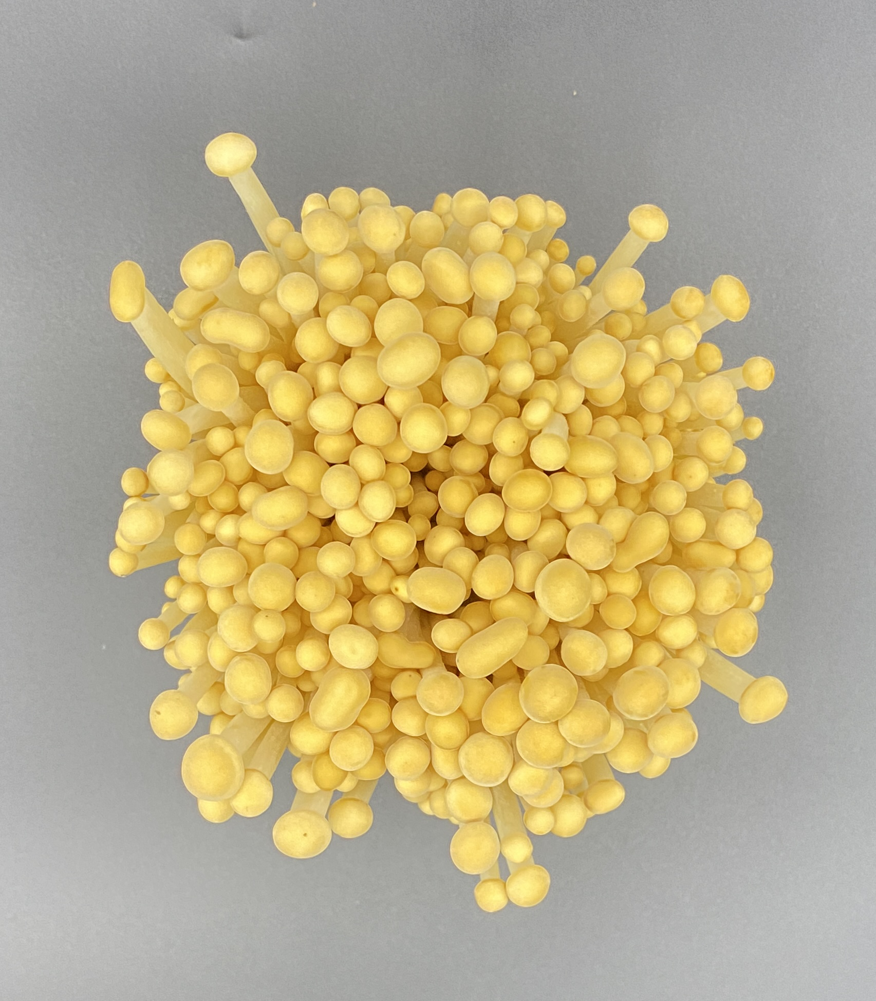 金针菇_新浪财经_新浪网