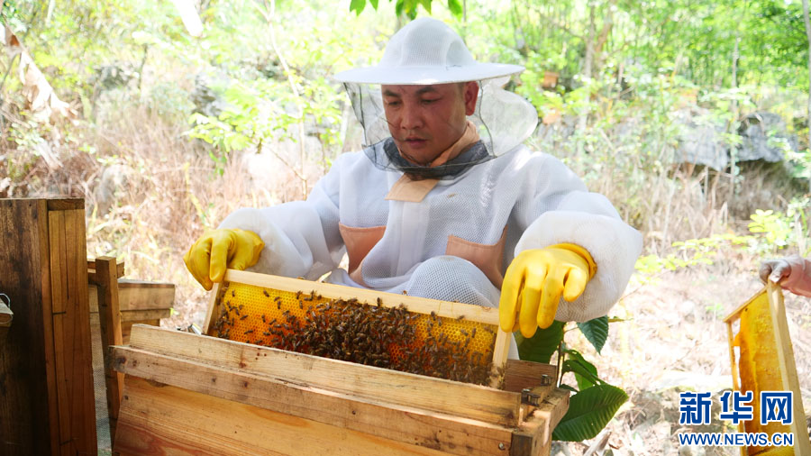 ▲蜂农正在采收蜂蜜。忻城县委宣传部供图
