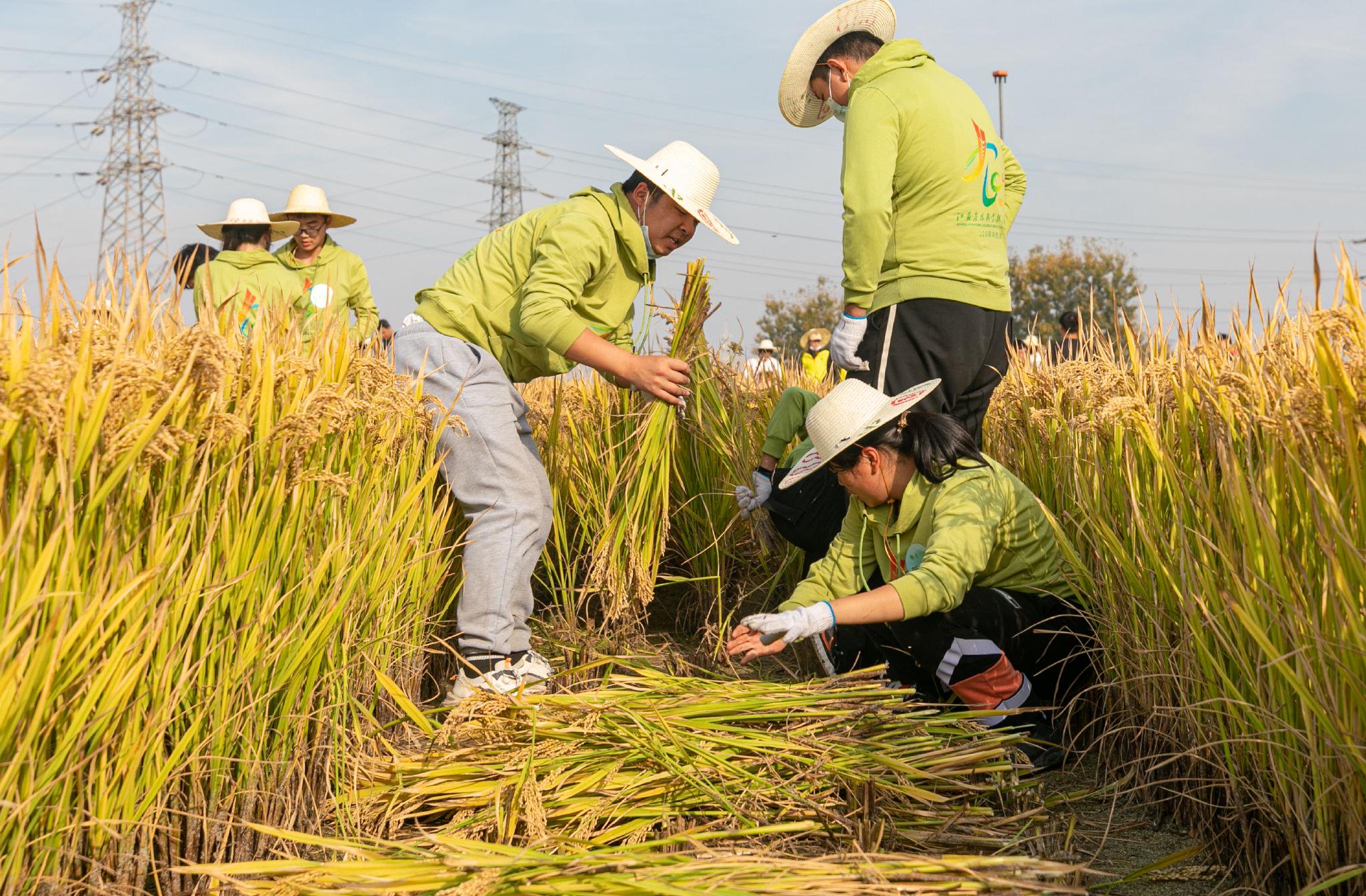 11月8日,江苏农林职院学生在田间大课堂活动中进行人工收割水稻比武.