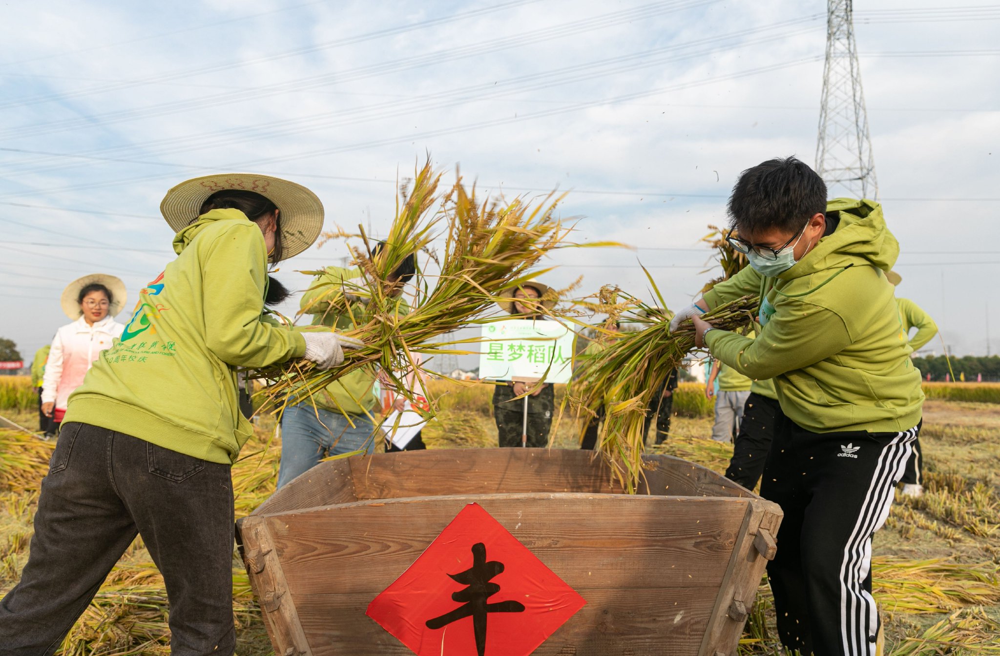 11月8日,江苏农林职院学生在田间大课堂活动中进行手工脱粒比拼.