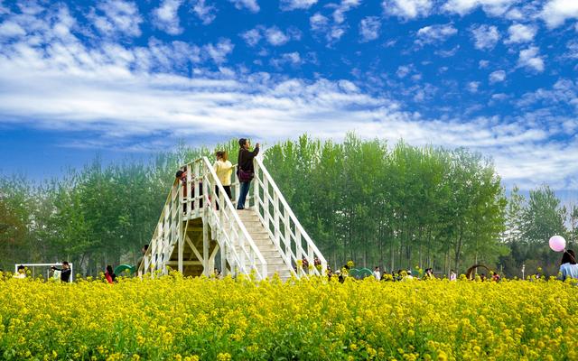 园区内的怪村油菜花.北京市农业农村局供图