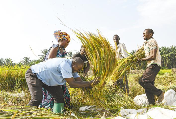 2023年6月20日,布隆迪布班扎省吉汉加县的农户在稻田里给杂交水稻脱粒