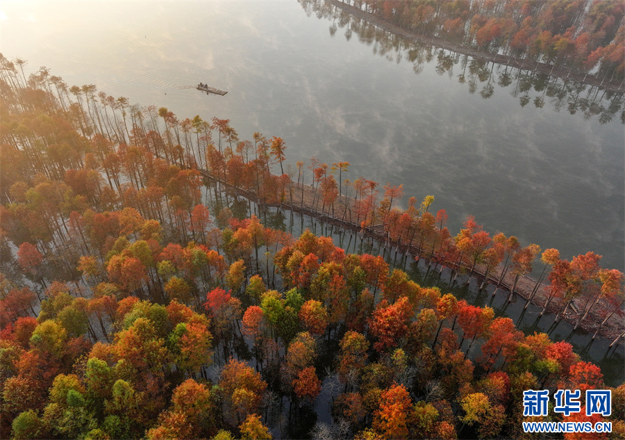 安徽宁国:冬日红杉林 缤纷似油画