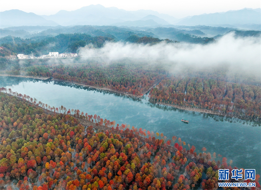 安徽宁国冬日红杉林缤纷似油画