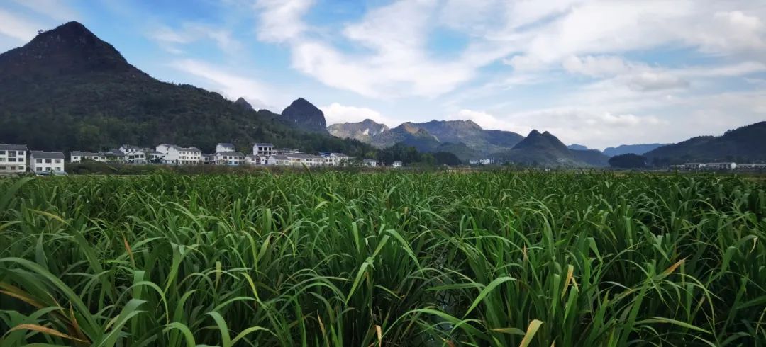 【融媒体中心新闻播报】平塘县塘边镇冬茭种植试验获成功|融媒体_新浪