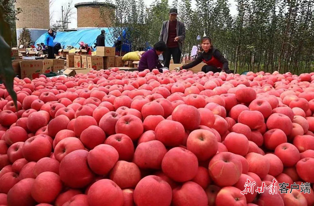 个大,色艳的宁县苹果.