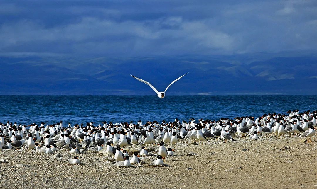 青海湖鸟岛(冯锐强 摄)
