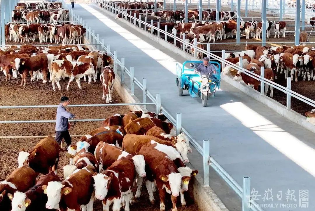 10月31日,亳州市利辛县阚疃镇茆庙村一大型养殖场.刘勤利 摄