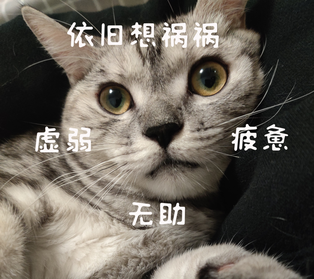 郑州正式入冬!这些入冬仪式感赶紧安排上~|气温_新浪财经_新浪网