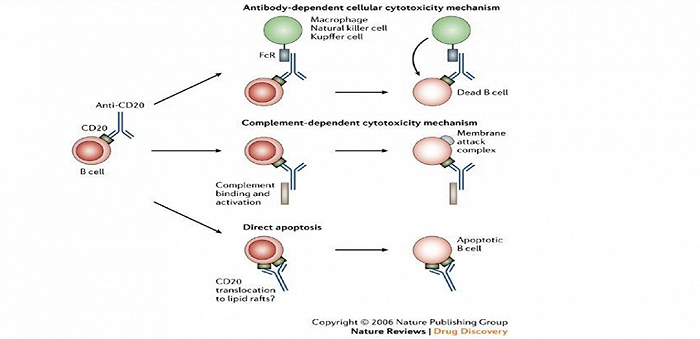 图:cd20单抗作用机制,来源:民生证券