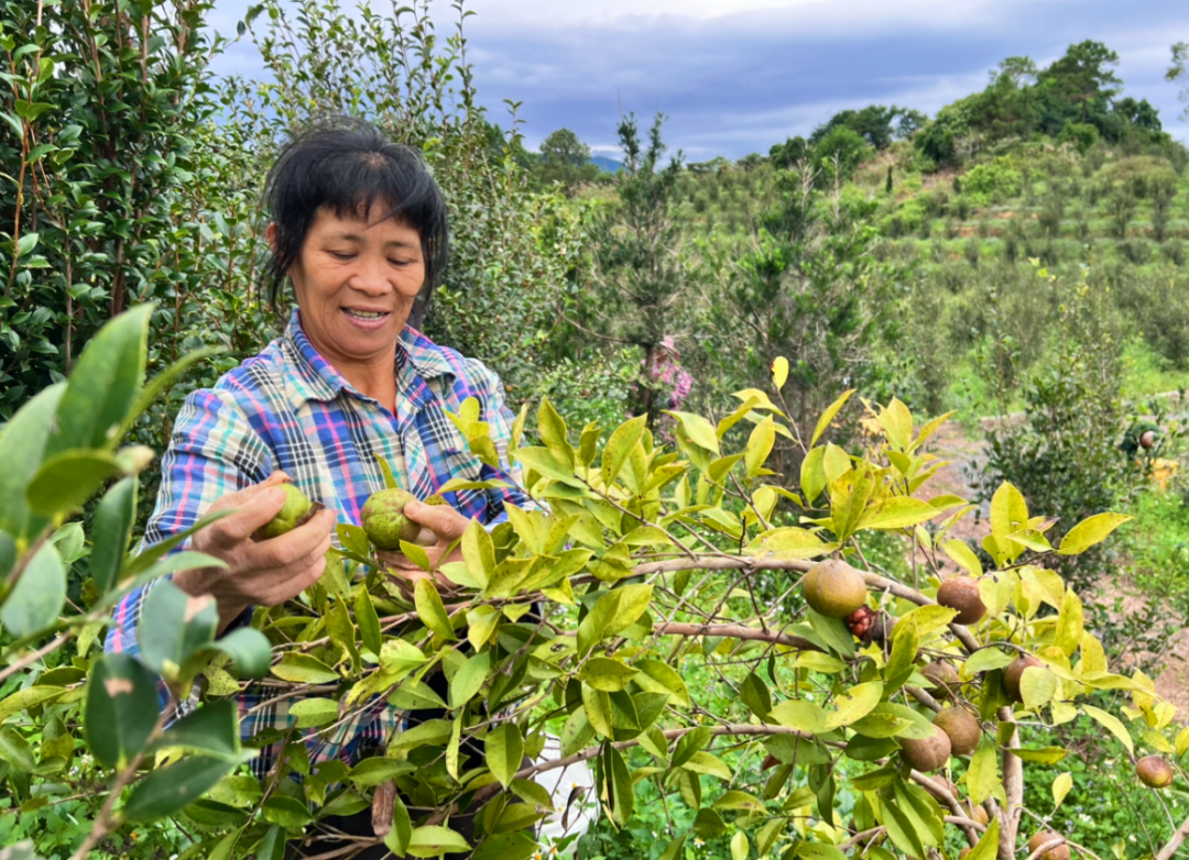 &nbsp; &nbsp; &nbsp;▲黄江村油茶项目基地里,工人们穿梭在油茶林中