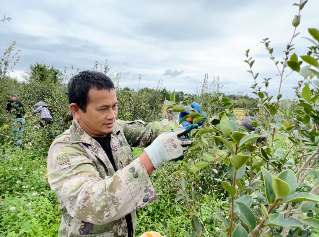 &nbsp; &nbsp; &nbsp;▲黄江村油茶项目基地里,工人们穿梭在油茶林中