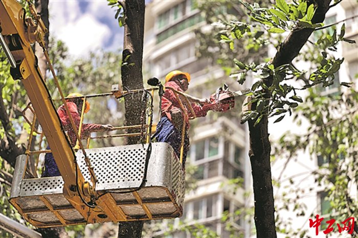 班组工人正在修剪绿化树枝叶.