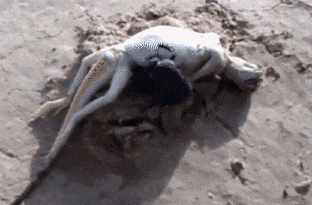 也有个别屎壳郎会吃尸体等其他食物