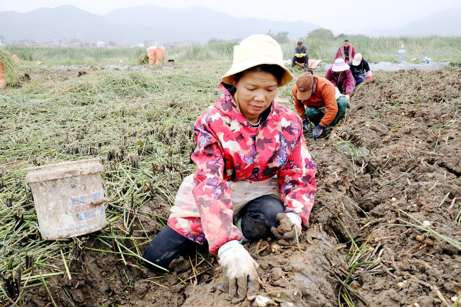 广西贺州平桂区1.58万农户致富"马不停蹄"_新浪财经_新浪网