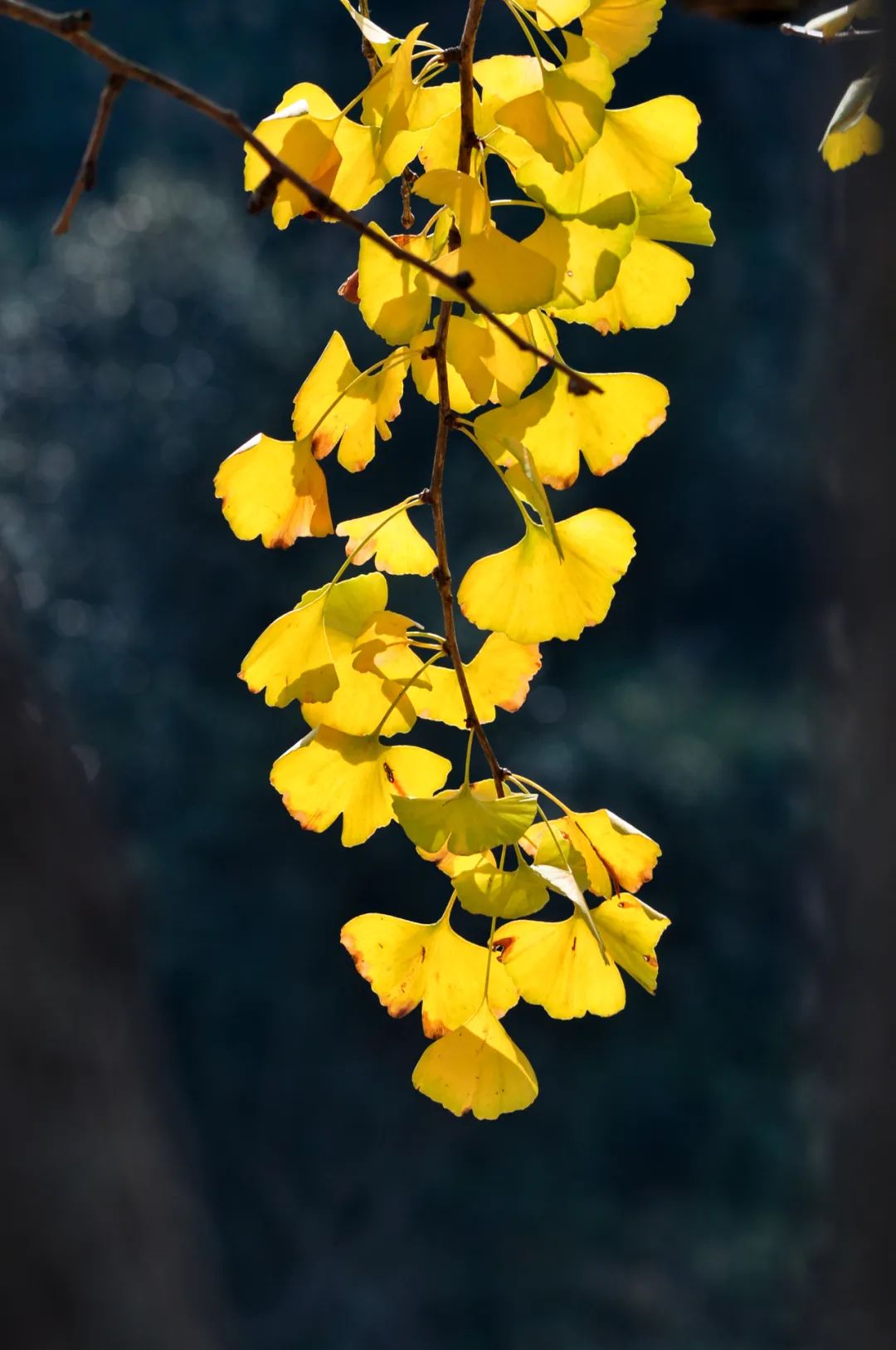 周末去哪玩?这些银杏观赏点将黄浦变成"童话世界",拍摄技巧快收藏