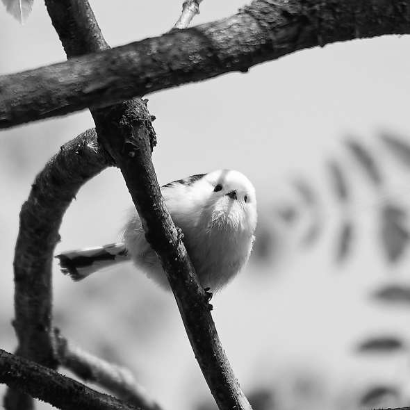 这种鸟身材小巧,有着白色,毛茸茸的头部,乌黑的眼睛,短且粗厚的嘴巴