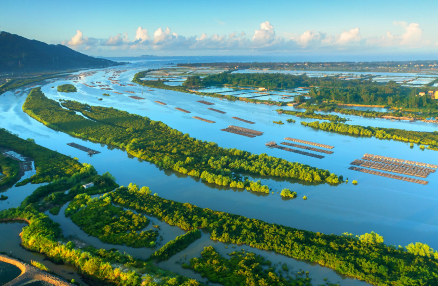 广东阳东寿长河红树林国家湿地公园【供图:阳江市自然资源局】