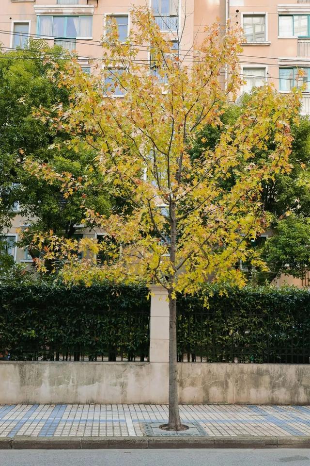 杨浦街头的秋叶,很美_新浪财经_新浪网