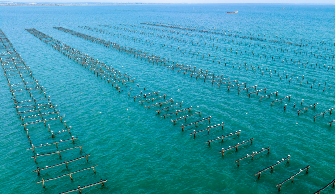 海洋牧场大赏一次看个过瘾