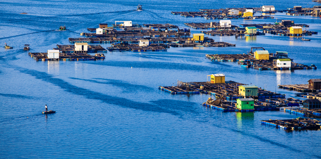 海洋牧场大赏一次看个过瘾