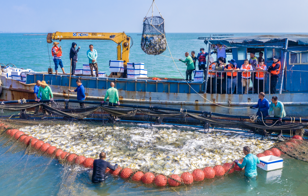 海洋牧场大赏一次看个过瘾