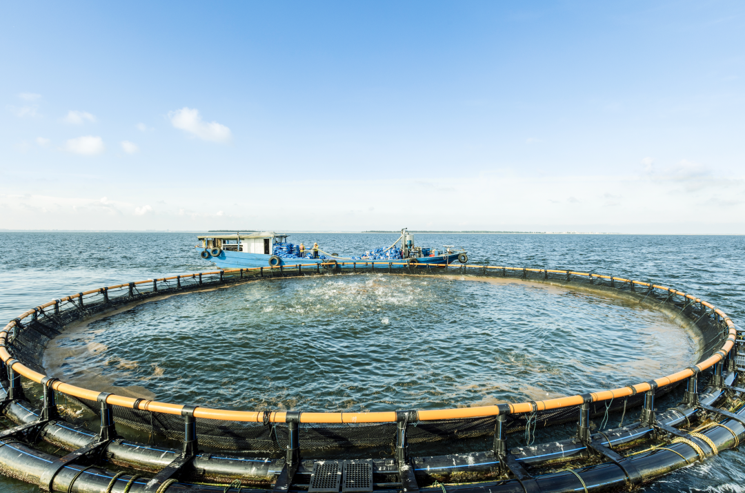 蔚为壮观一个个圆形深海养殖网箱镶嵌其中湛江海面上遂溪草潭海洋牧场