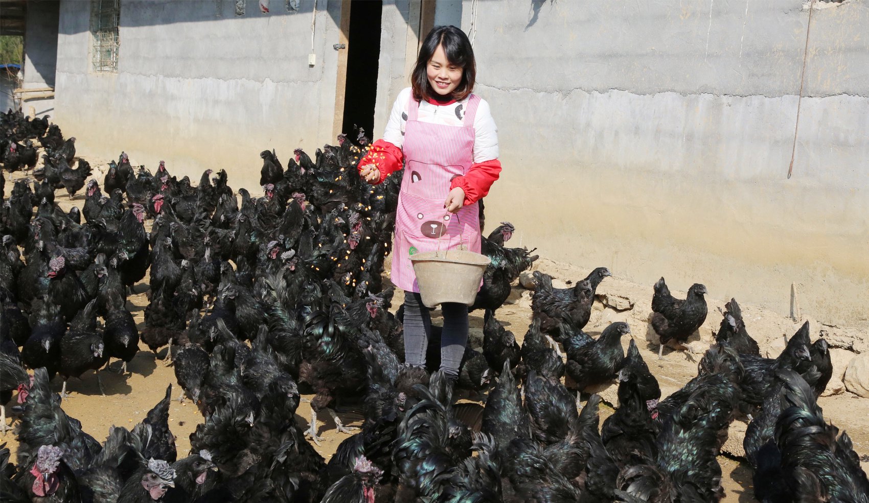 周照轩在养殖场照料旧院黑鸡.受访者供图