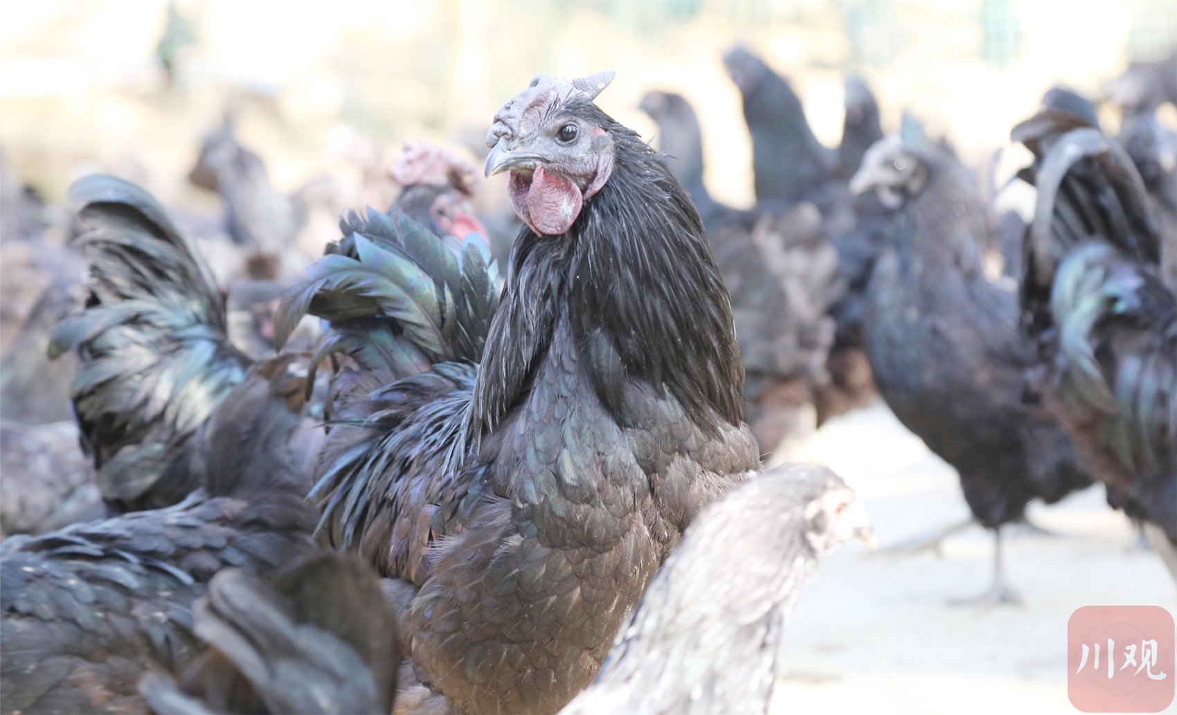 帮扶战报·蹲点丨让旧院黑鸡"飞"出大巴山|万源市_新浪财经_新浪网