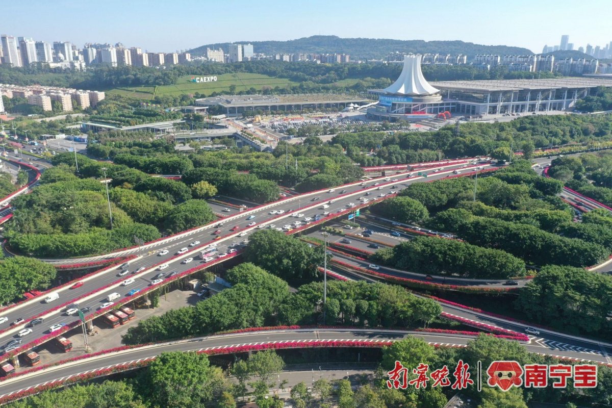 空中俯瞰色彩艳丽的三角梅为立交桥铺上了一条彩带.记者 宋延康 摄