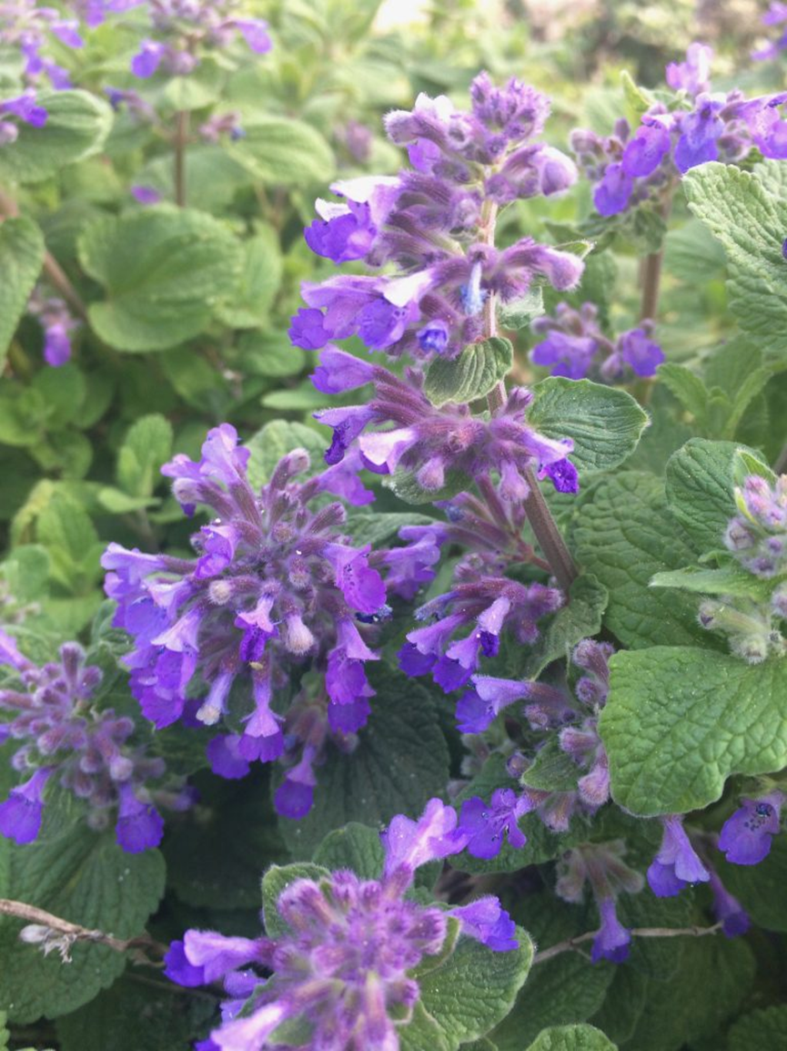 假装柠檬的香草们(下)| 芳草萋萋|柠檬_新浪财经_新浪网