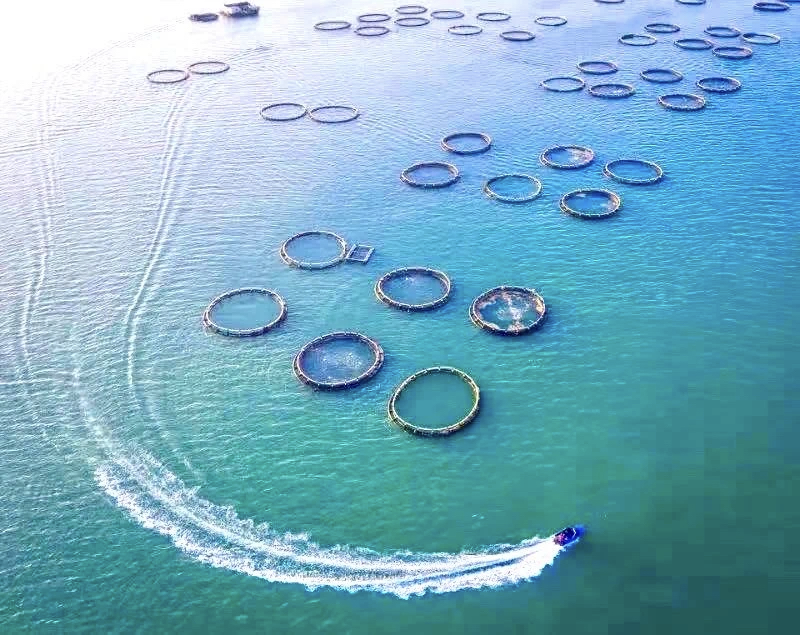 "海洋牧场"大赏!一次看个过瘾|湛江市_新浪财经_新浪网