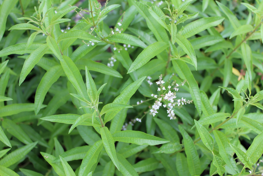 假装柠檬的香草们(下)| 芳草萋萋|柠檬_新浪财经_新浪网