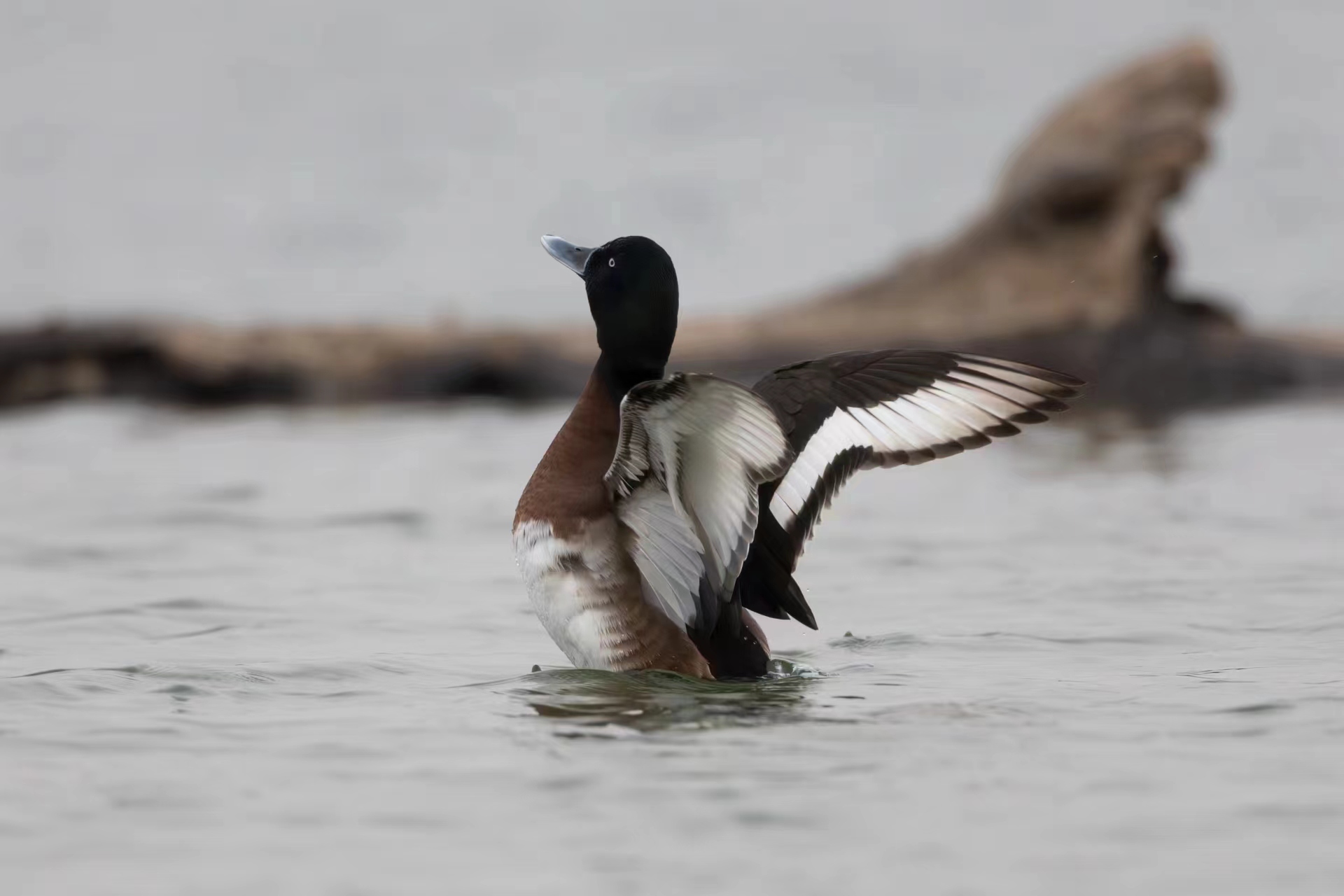 图为青头潜鸭. 刘洵摄