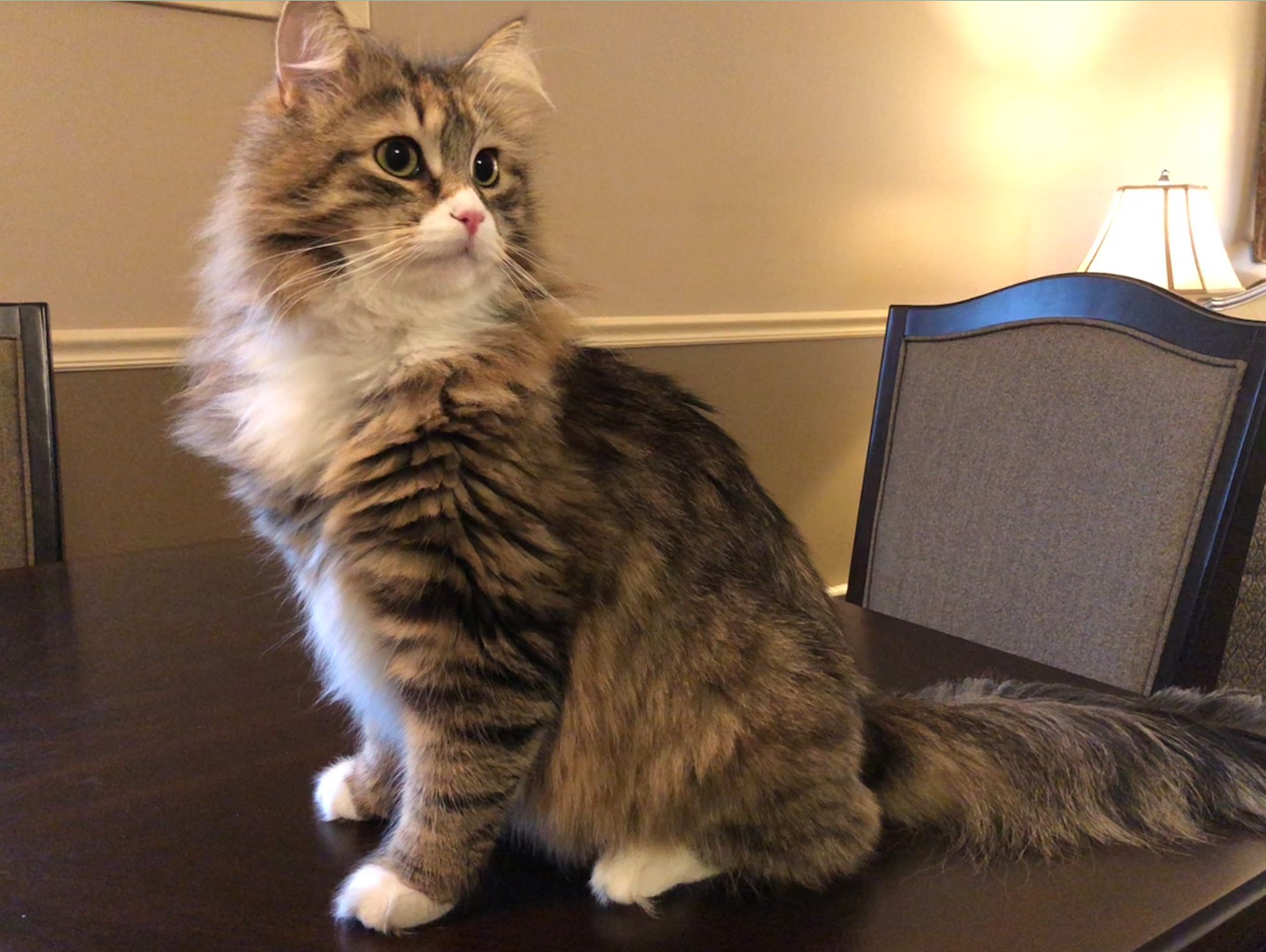 当地人爱养的西伯利亚猫