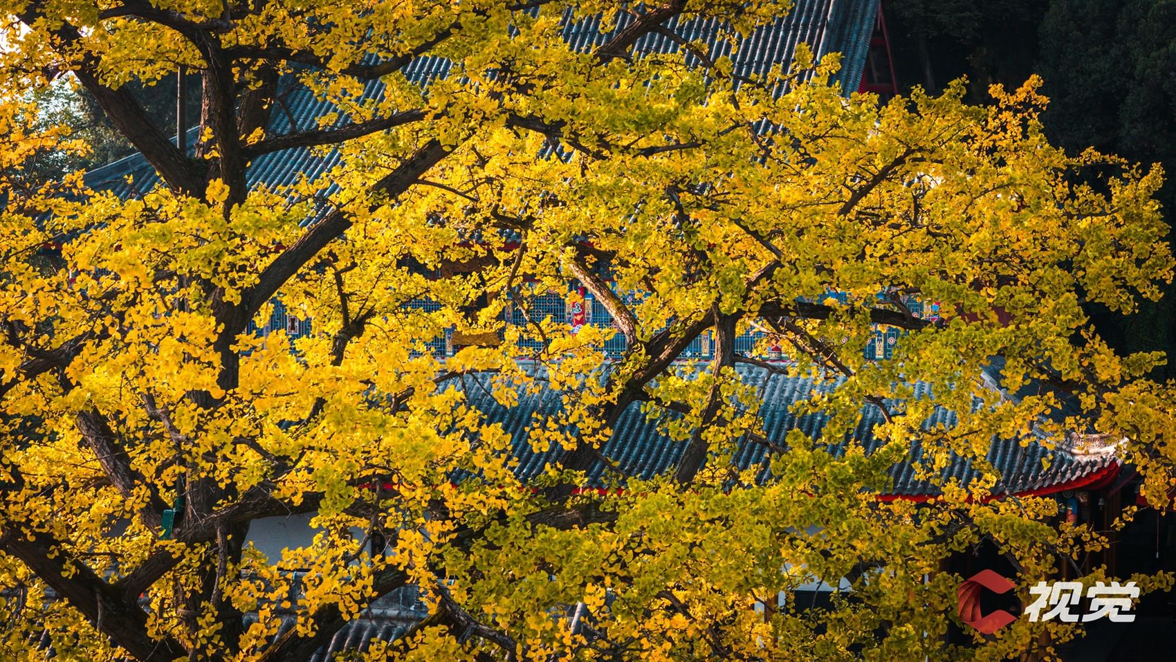 c视觉·冬日有"杏"①|今冬成都银杏已上线,来看最耀眼的那抹金黄|银杏