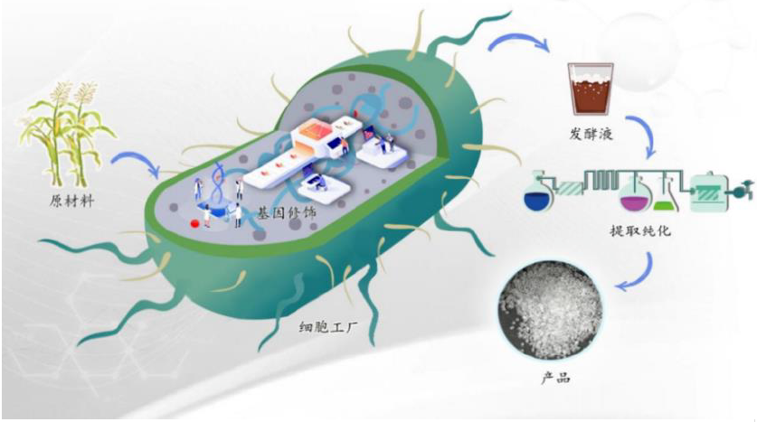 微生物细胞工厂生产流程