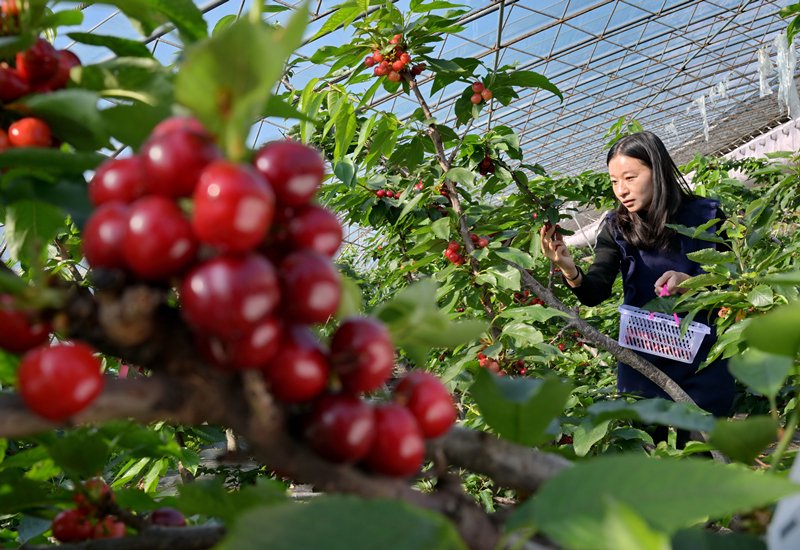 11月16日,河北省乐亭县丞起现代农业园区的工人在大棚内采摘樱桃.
