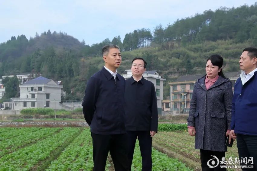 11月19日,娄底市委副书记,市长曾超群赴新化县调研油菜生产工作.