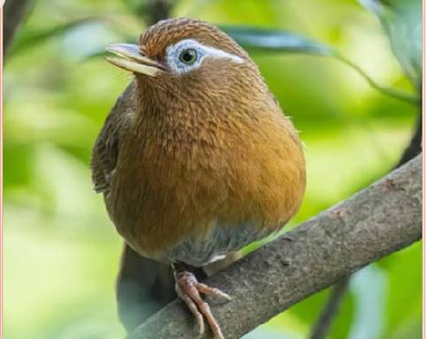 广州市帽峰山森林公园发现黑喉噪鹛和画眉