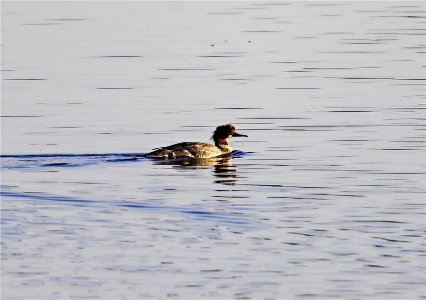 组图丨"华北明珠"白洋淀迎来众多野生鸟类越冬|白洋淀_新浪财经_新浪